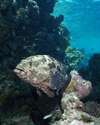 Grouper taken in Sharksbay with E300. by Nikki Van Veelen 